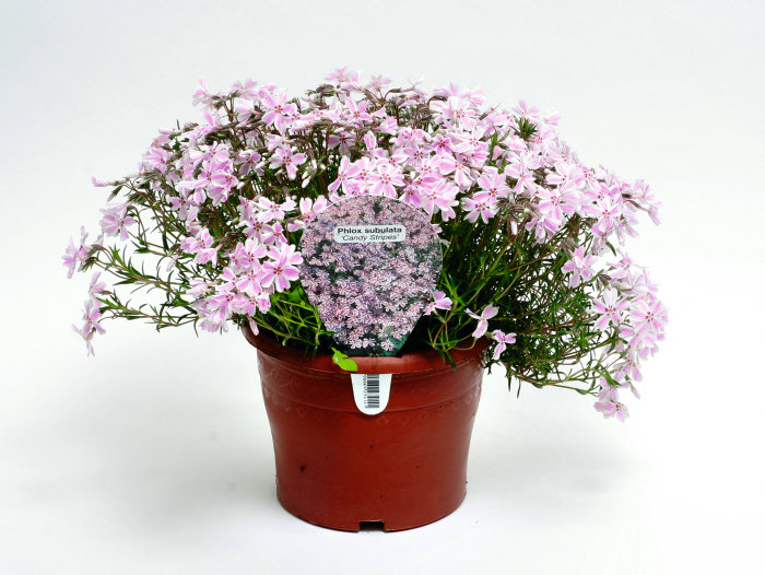 Perenner Mix Ø17 cm